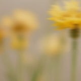 An image of yellow flowers out of focus against a neutral grey background