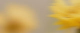 A close up blurry image of yellow flowers against a neutral background