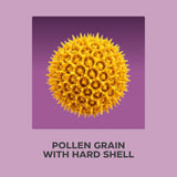 A 3D render of a yellow pollen grain with a hard shell, centered on a purple square background with the text 'POLLEN GRAIN WITH HARD SHELL' below it on a lavender background.
