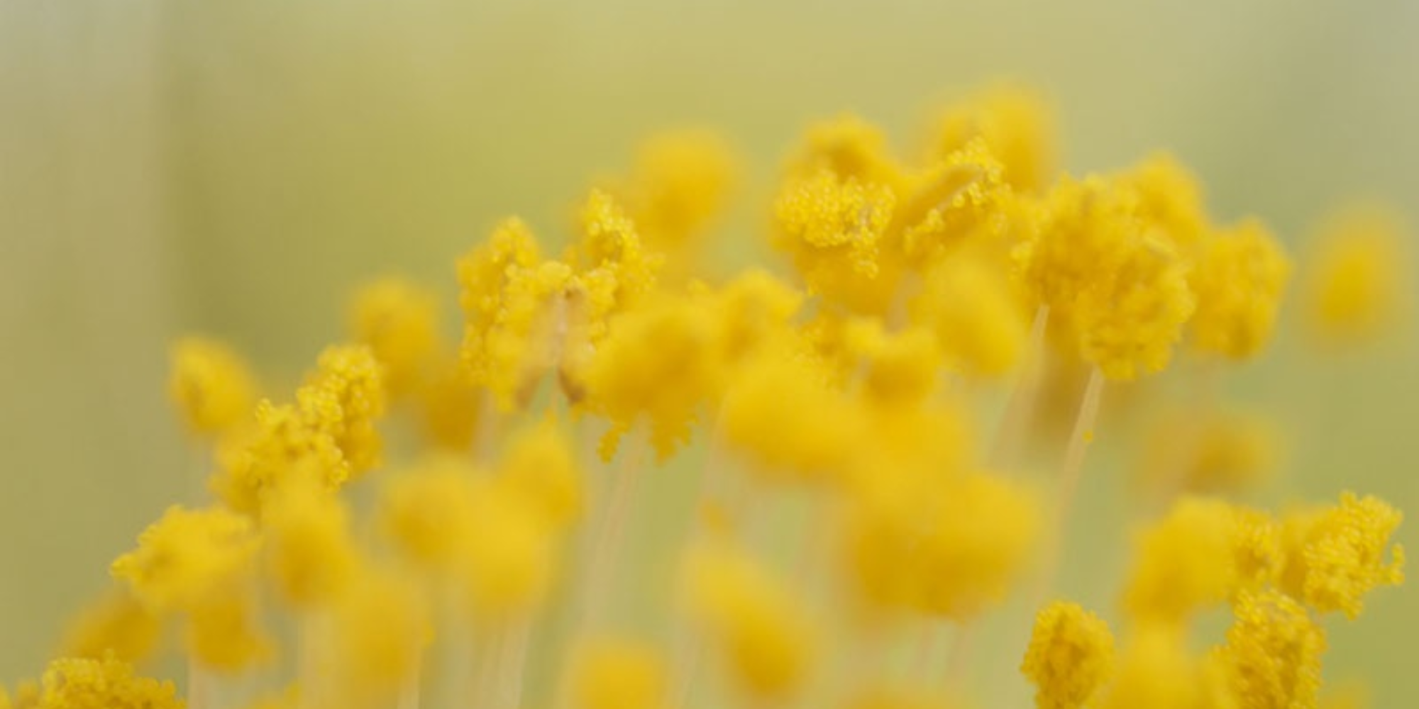Close-up of pollen with a blurred background