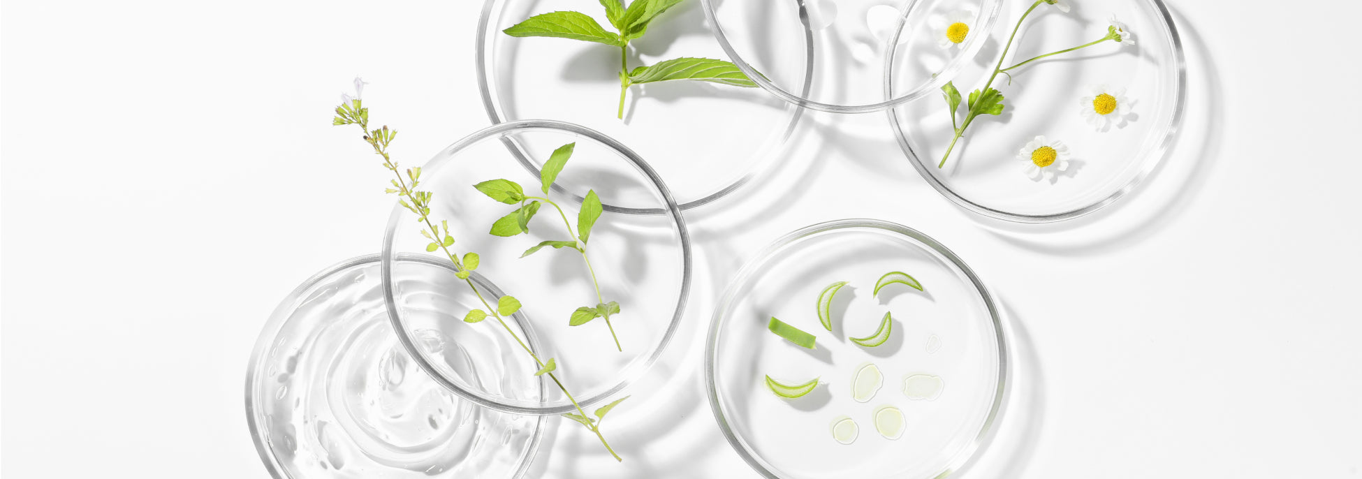 Non-hormonal and free from phytoestrogenic activity