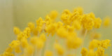 Close-up of yellow flowers against a blurred green background